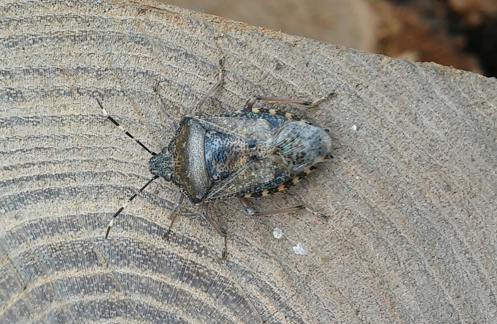 Rhaphigaster nebulosa - bencepoloska