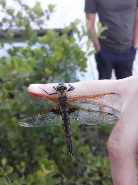 Epitheca bimaculata - kétfoltos sárkányszitakötő