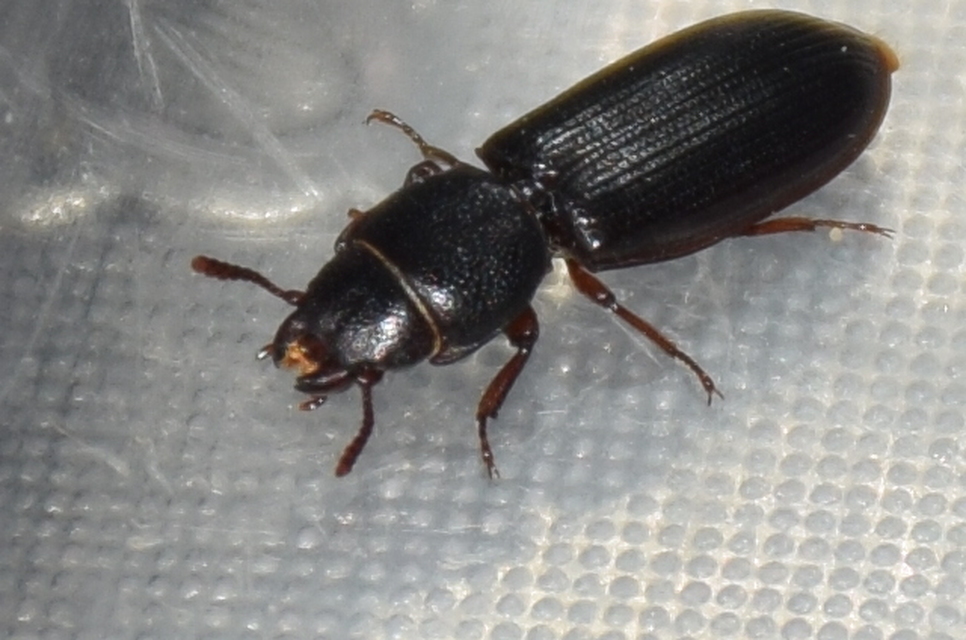 Tenebroides mauritanicus - lisztmentő korongbogár