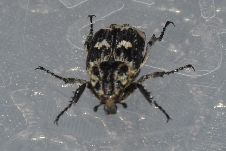 Valgus hemipterus - suta virágbogár
