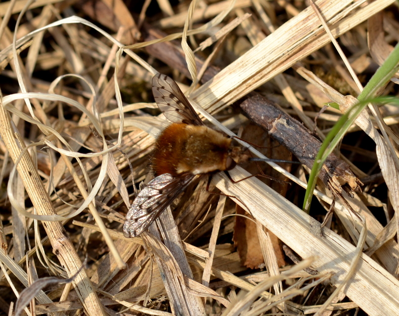 Bombylius discolor - feketefarú pöszörlégy