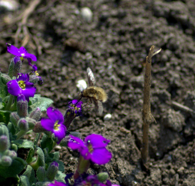 Bombyliinae