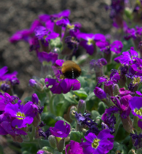 Bombylius discolor - feketefarú pöszörlégy
