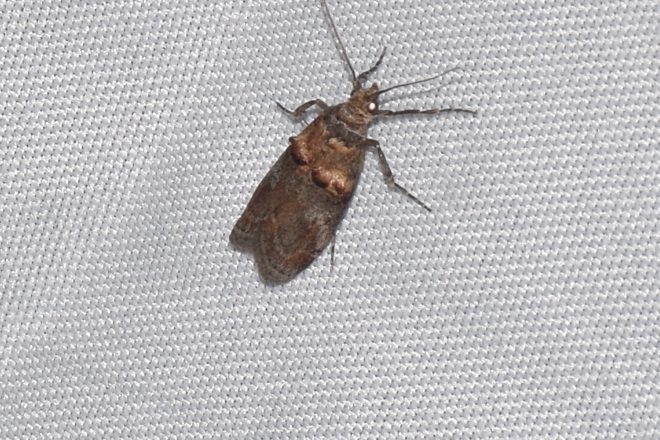 Trachonitis cristella - bokorrágó karcsúmoly