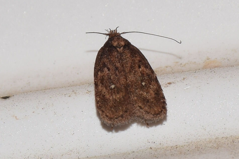 Depressaria albipunctella - fehérpettyes laposmoly