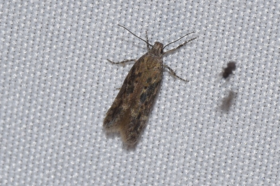 Scrobipalpa ocellatella - répaaknázó sarlósmoly