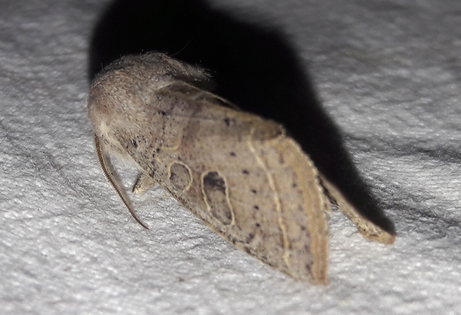Orthosia gracilis - karcsú barkabagoly