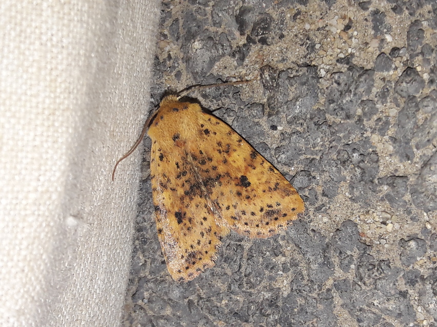 Conistra rubiginea - vörös őszibagoly