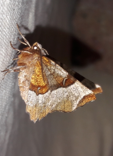 Selenia tetralunaria - négyfoltos holdasaraszoló