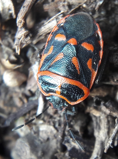 Eurydema fieberi - keresztespoloska Eurydema fieberi - keresztespoloska
