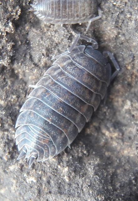 Trachelipus