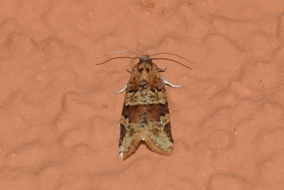Argyrotaenia ljungiana - ékes sodrómoly