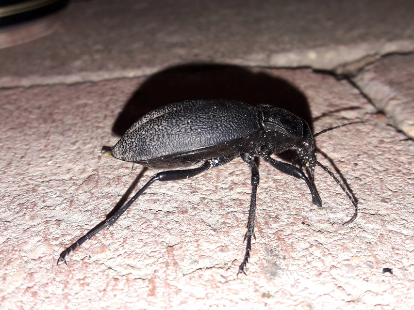 Carabus coriaceus - bőrfutrinka