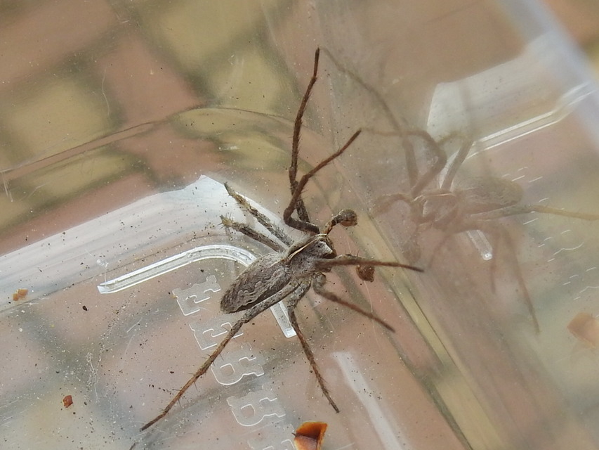 Pisaura mirabilis - csodáspók