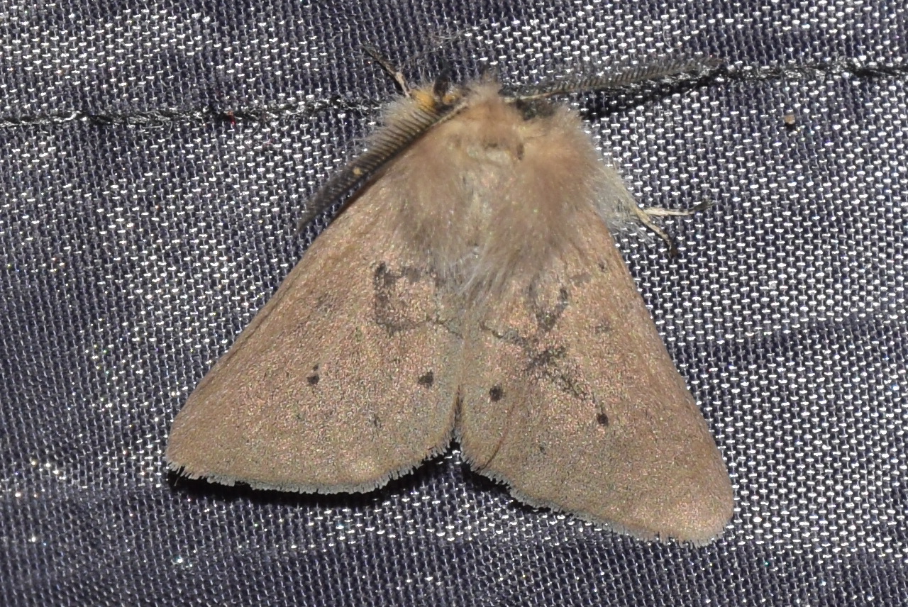 Diaphora mendica - felemás medvelepke