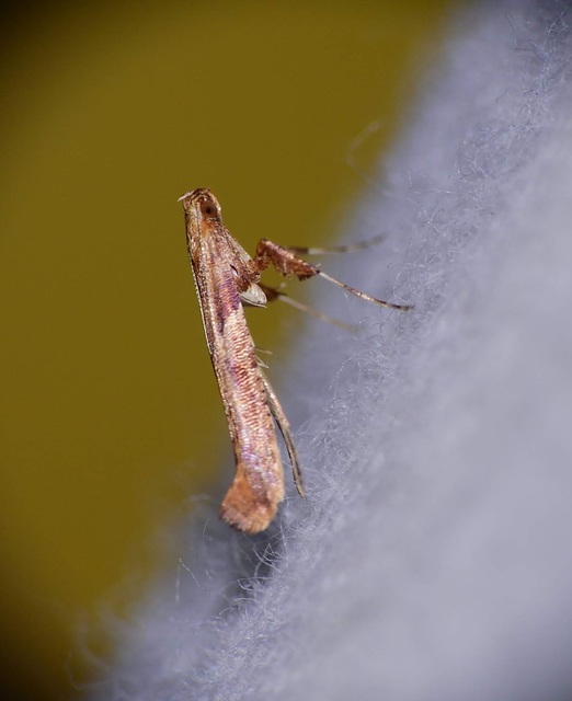 Caloptilia