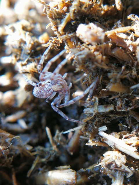 Philodromus