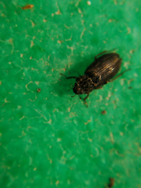 Helophorus