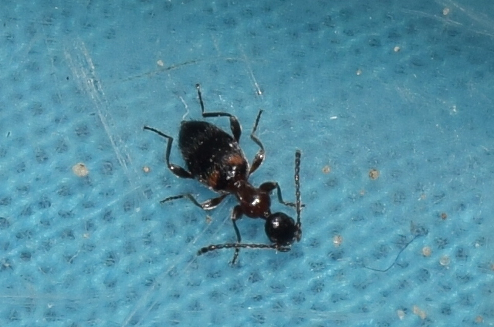 Anthelephila pedestris - hangyaszerű fürgebogár