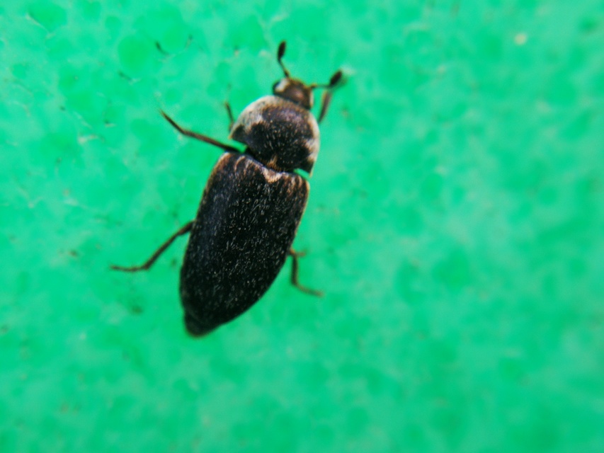Dermestes frischii - nyakszegélyes porva Dermestes frischii - nyakszegélyes porva