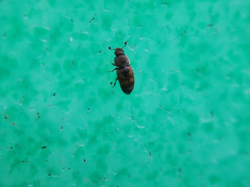 Nitidula carnaria - húsevő dögészfénybogár
