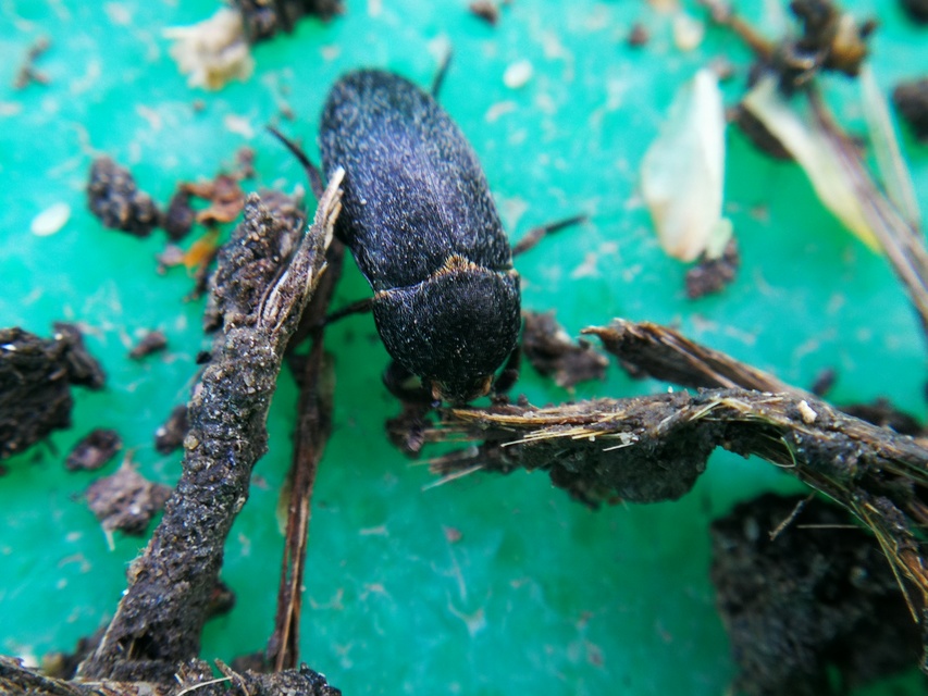 Dermestes laniarius - gyászos porva Dermestes laniarius - gyászos porva