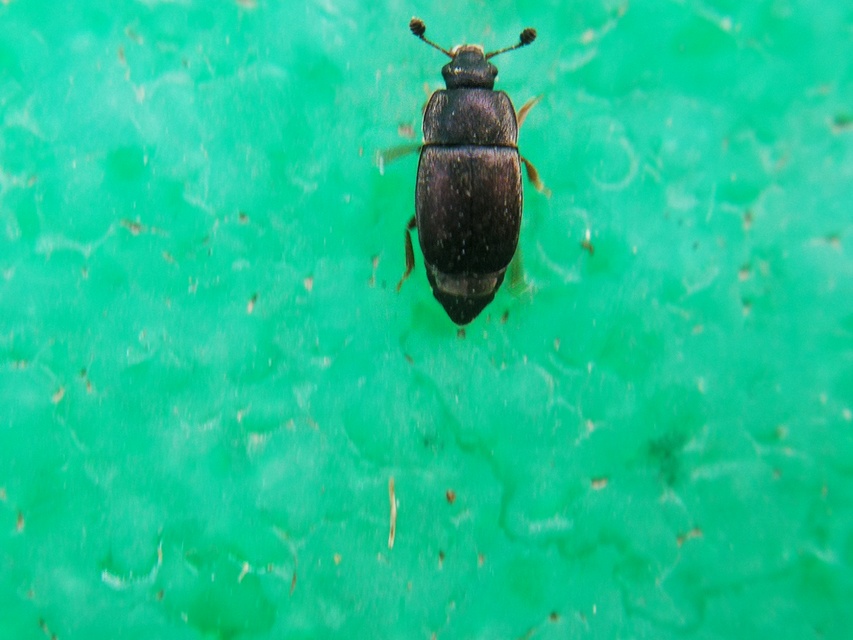 Nitidula rufipes - vöröslábú dögészfénybogár