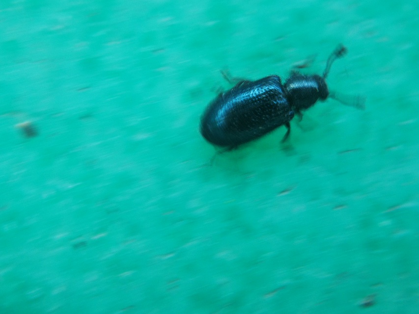 Necrobia violacea - kék hullabogár