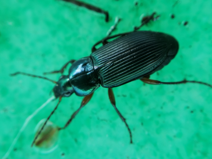 Poecilus cupreus - rezes gyászfutó