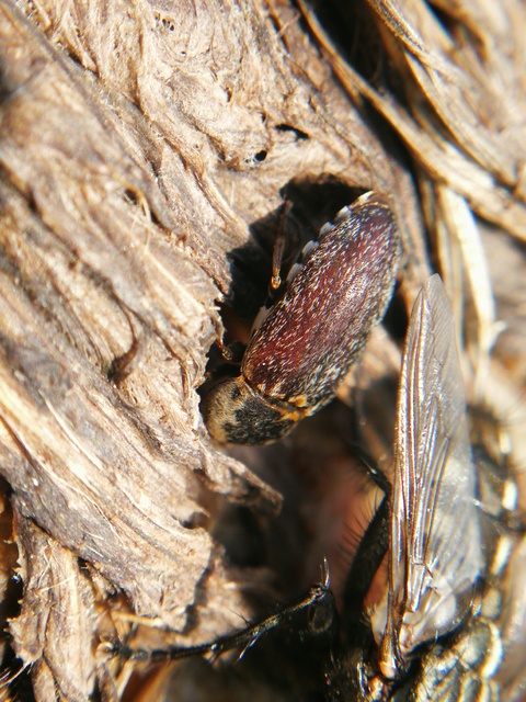 Dermestes frischii - nyakszegélyes porva Dermestes frischii - nyakszegélyes porva