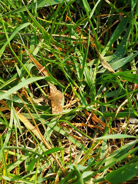 Erynnis tages - cigánylepke