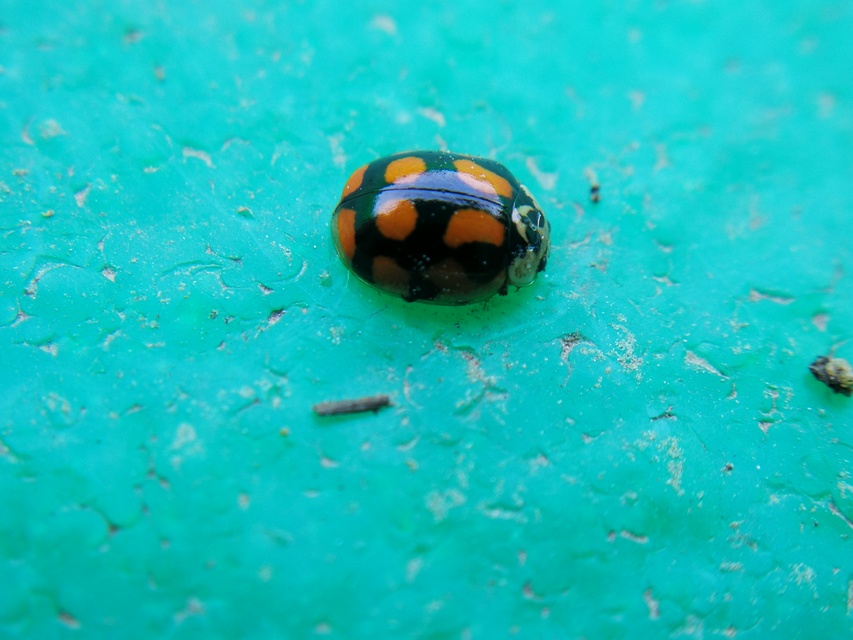 Adalia decempunctata - tízpettyes katica