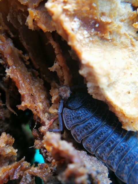 Porcellio scaber - érdes pinceászka