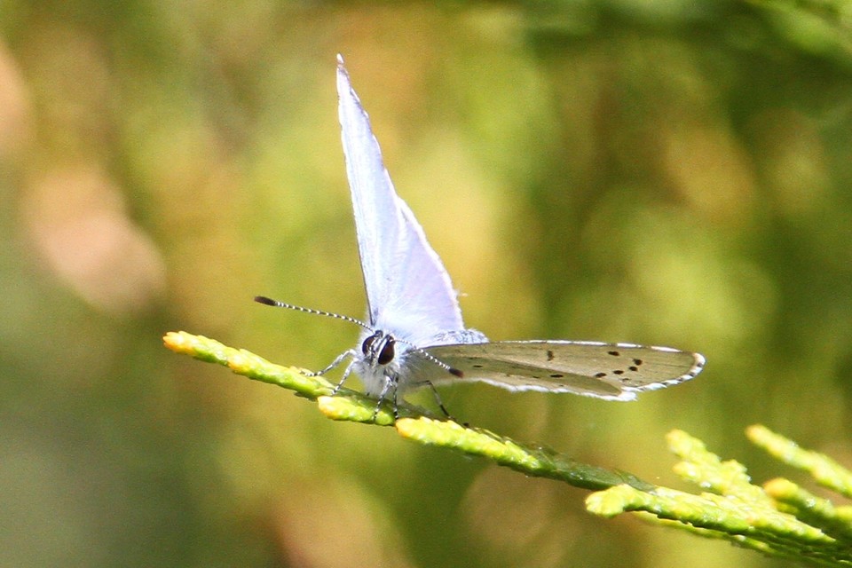 Celastrina argiolus - bengeboglárka