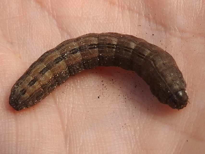 Thalpophila matura - fakó erdeibagoly