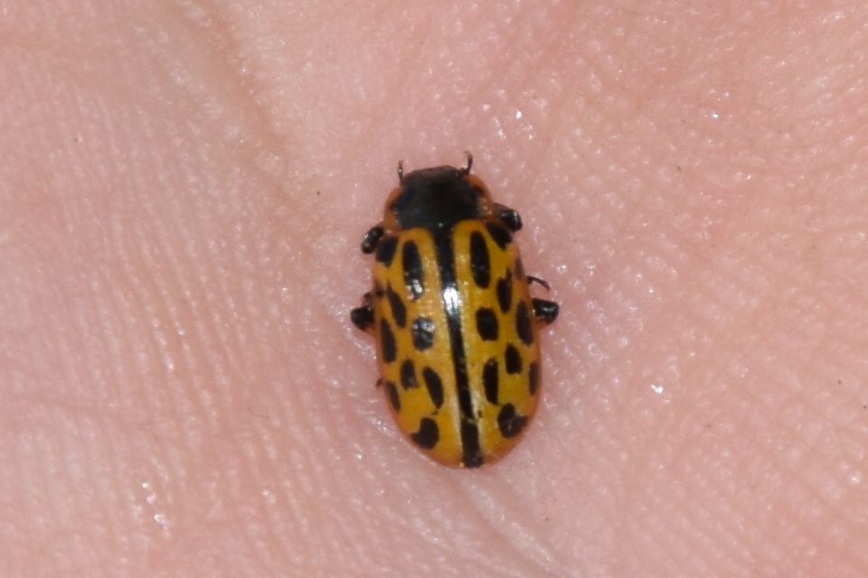 Chrysomela vigintipunctata - húszfoltos fűzlevelész