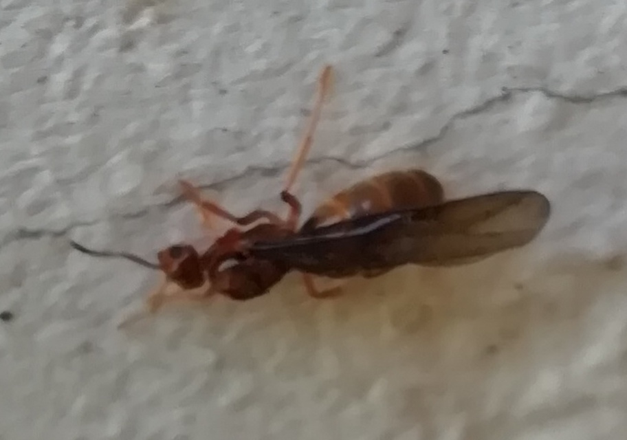Prenolepis nitens - ragyogóhangya
