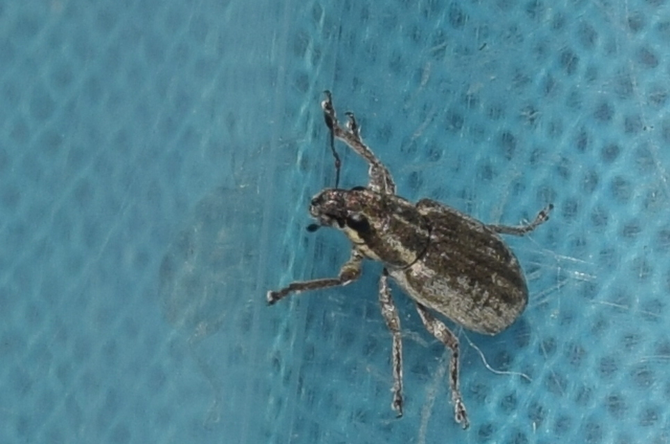 Sitona humeralis - lucerna-csipkézőbogár
