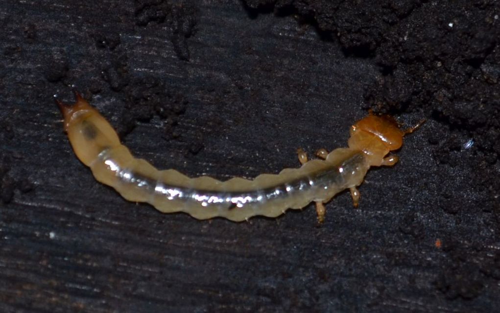 Pyrochroa