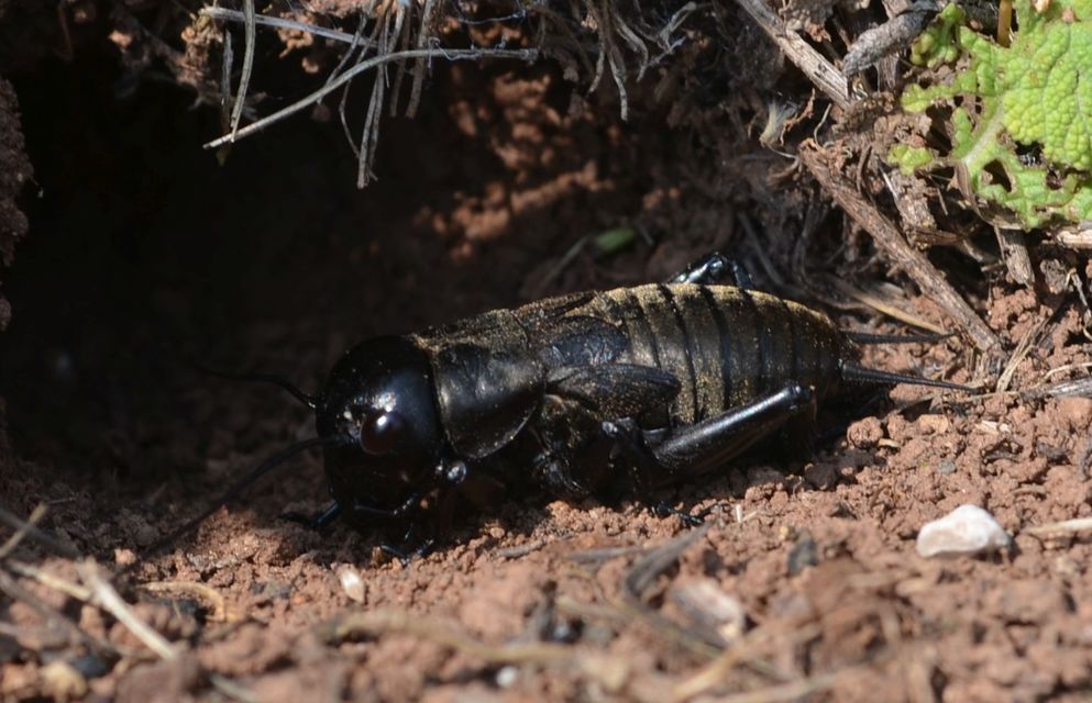 Gryllus campestris - mezei tücsök