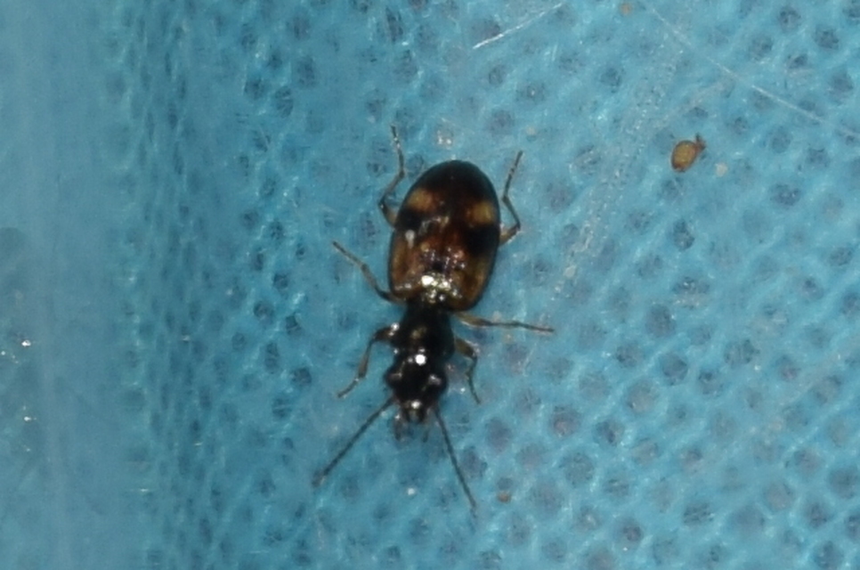 Bembidion articulatum - öves gyorsfutó