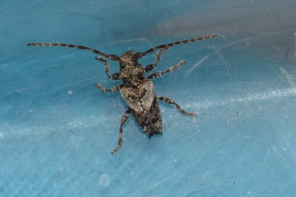 Pogonocherus hispidus - kéttövises ecsetcincér