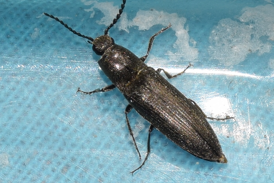 Cidnopus ruzenae - fémfekete pattanó
