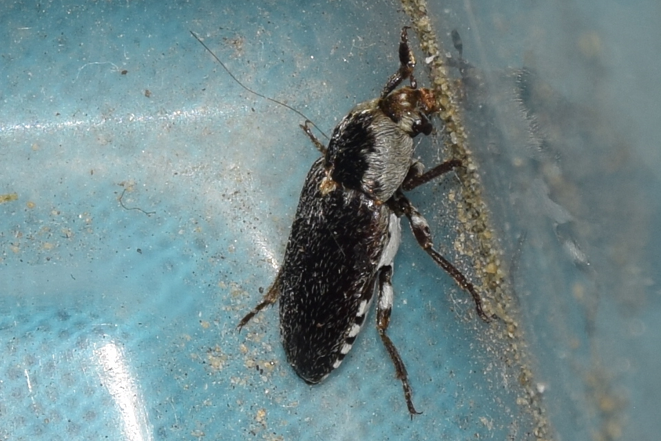 Dermestes frischii - nyakszegélyes porva Dermestes frischii - nyakszegélyes porva