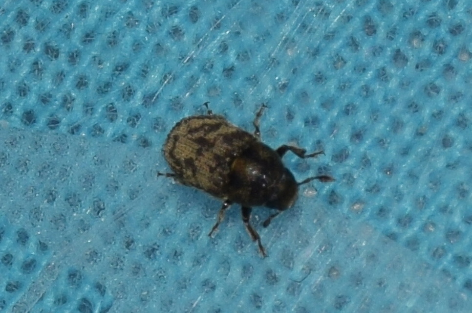 Hylesinus varius - közönséges kőrisszú