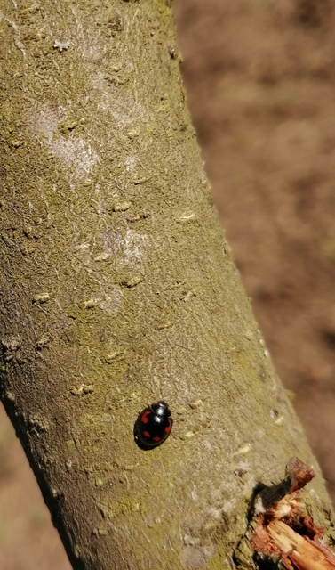 Exochomus quadripustulatus - négyfoltos szerecsenkata