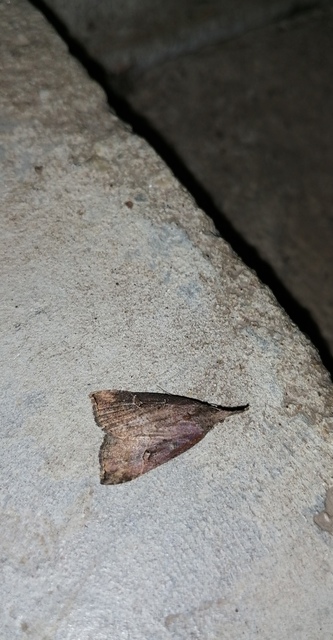 Hypena rostralis - közönséges karcsúbagoly