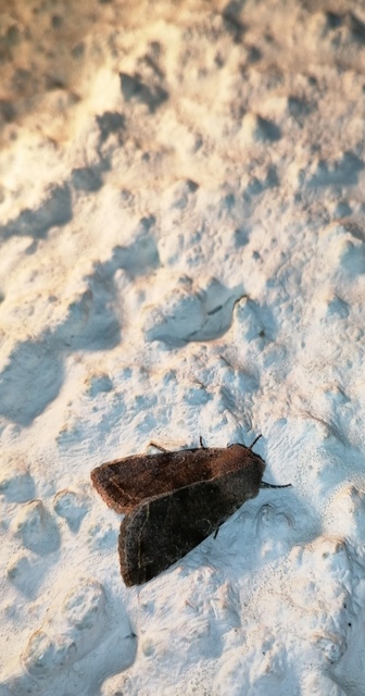 Orthosia incerta - változékony barkabagoly