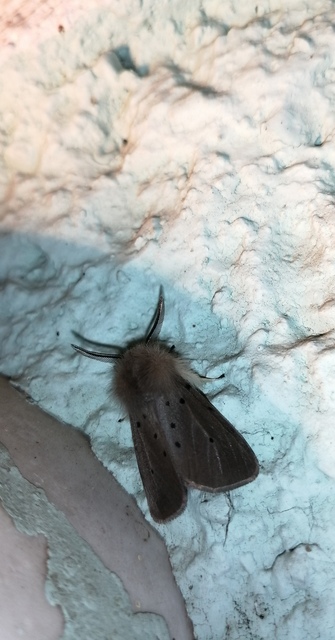 Diaphora mendica - felemás medvelepke