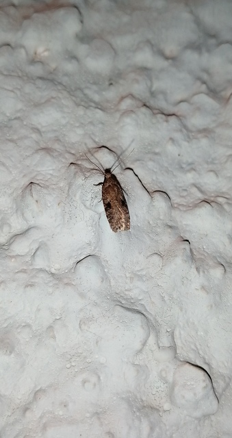 Agonopterix